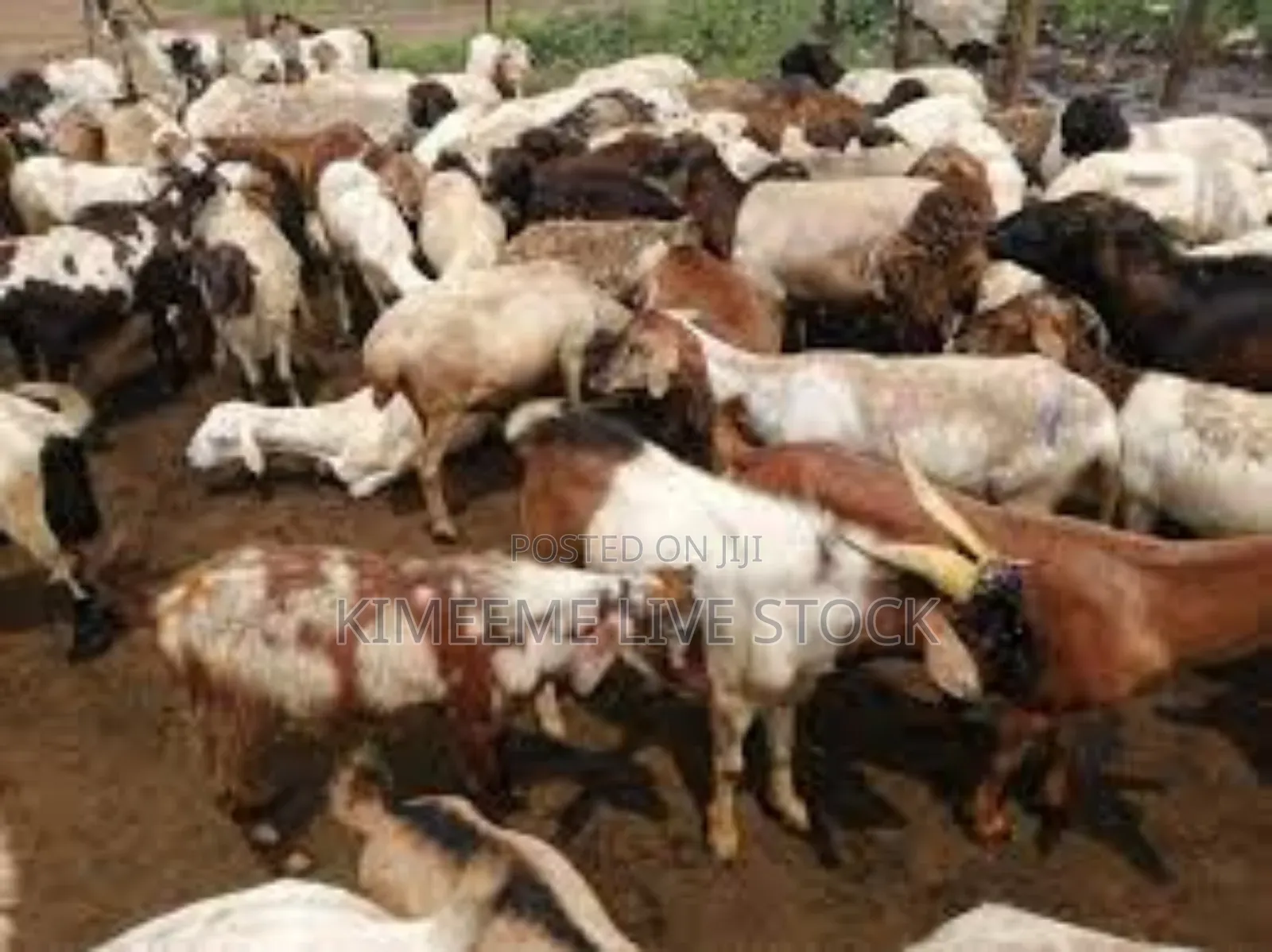 Goats and Sheep