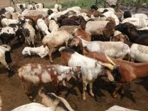 Goats and Sheep