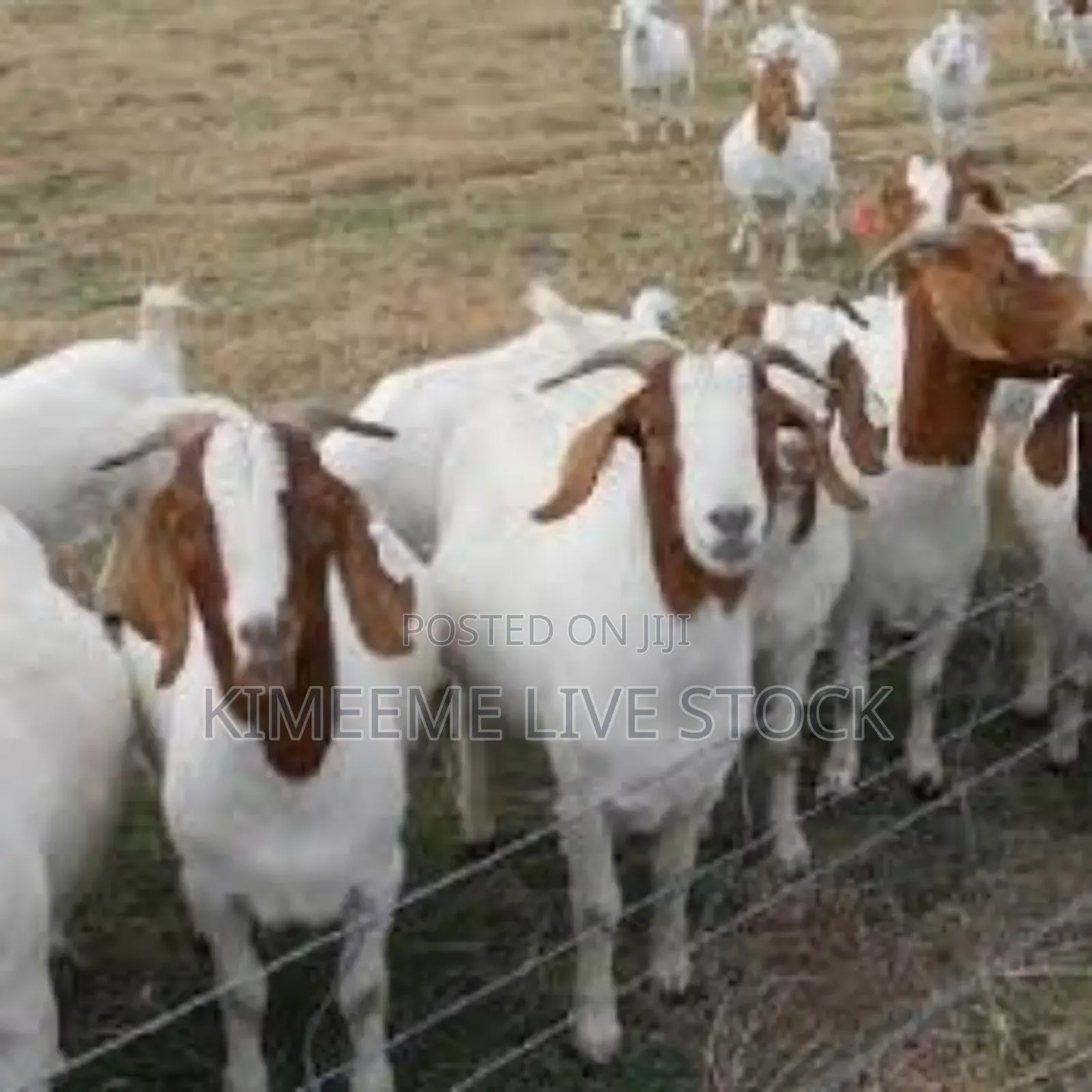 Goats and Sheep