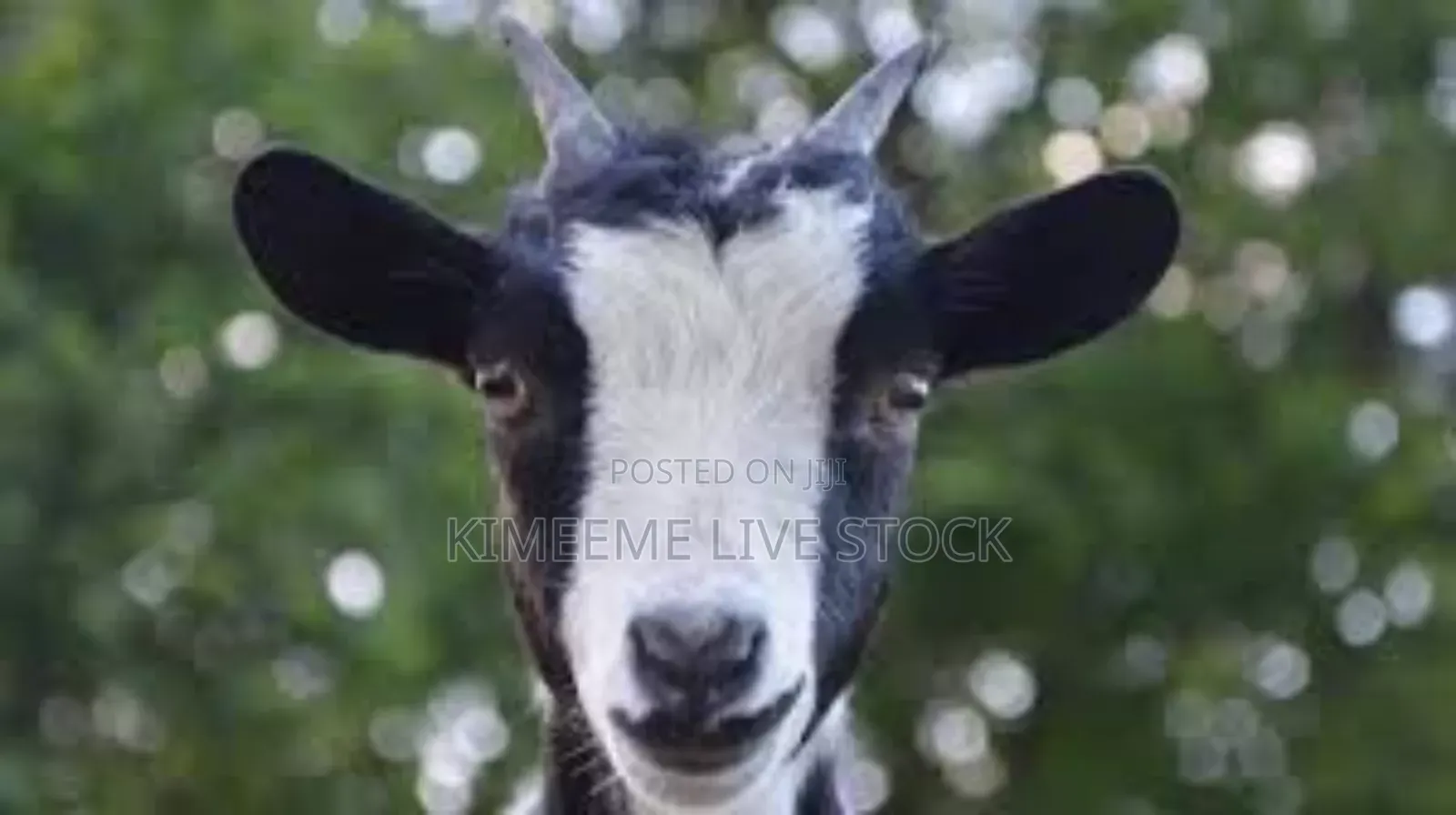 Goats and Sheep