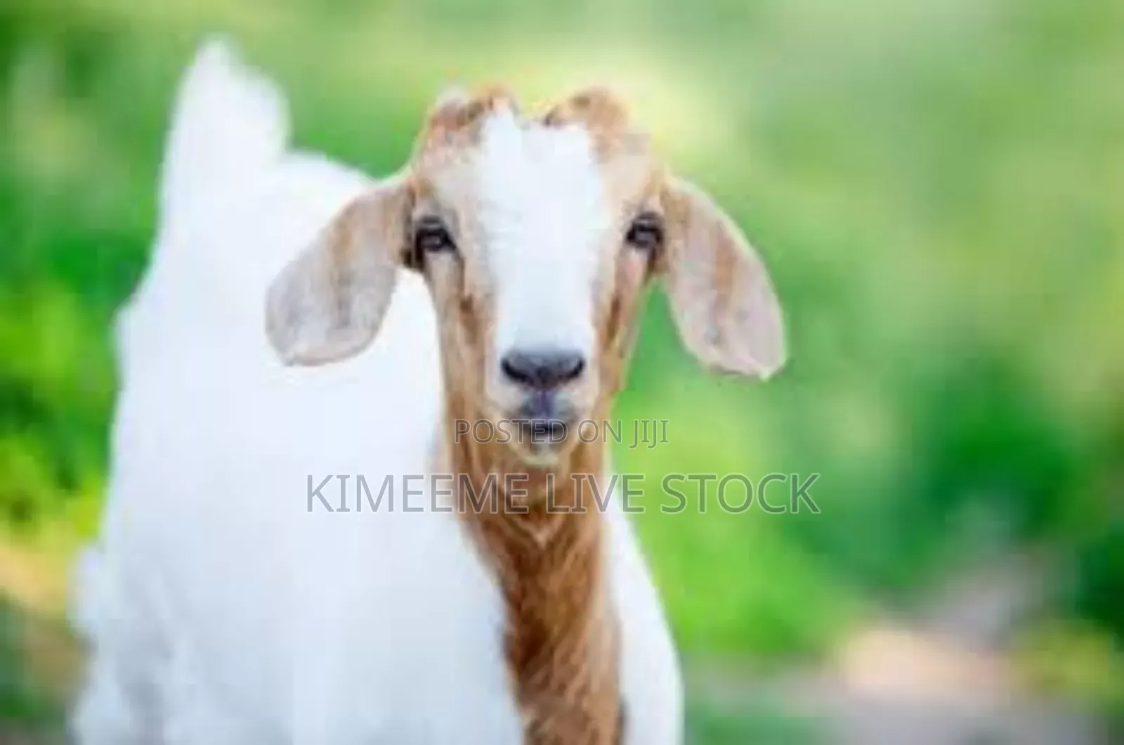 Goats and Sheep