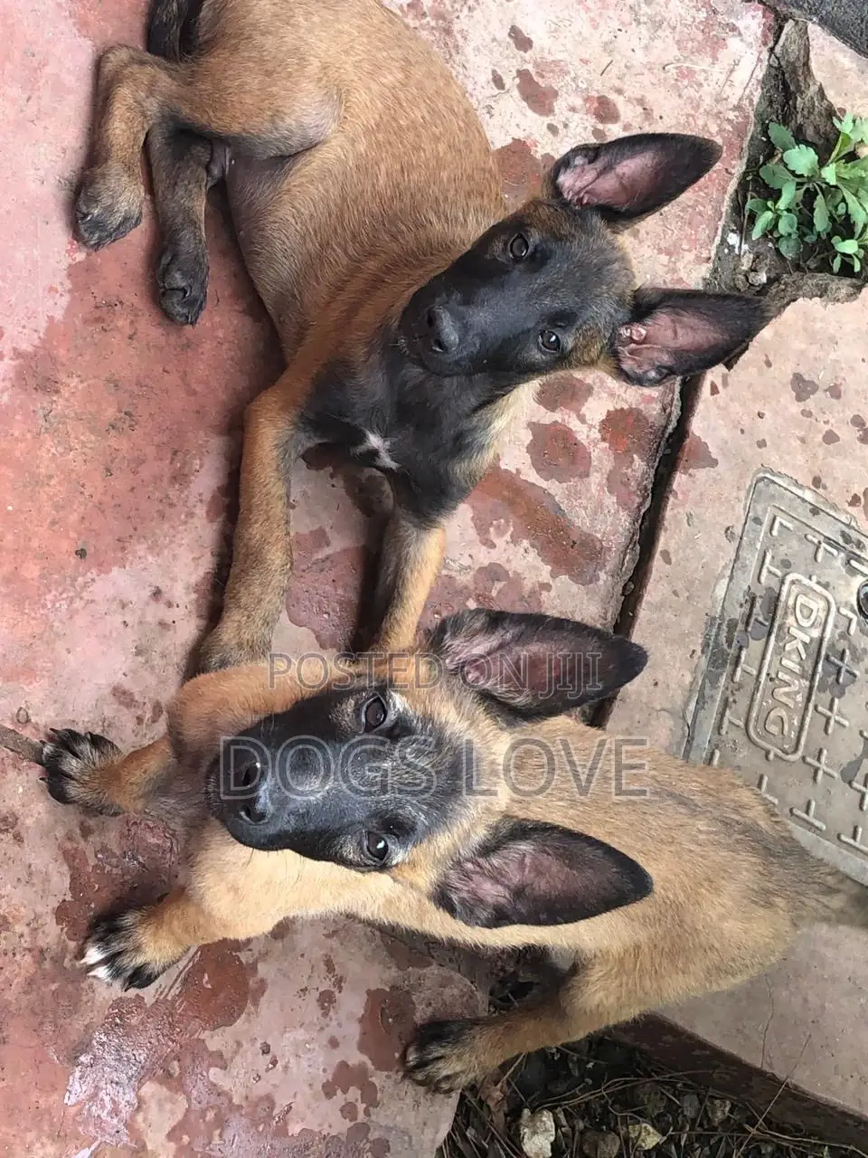 1-3 months Female Purebred Belgian Malinois