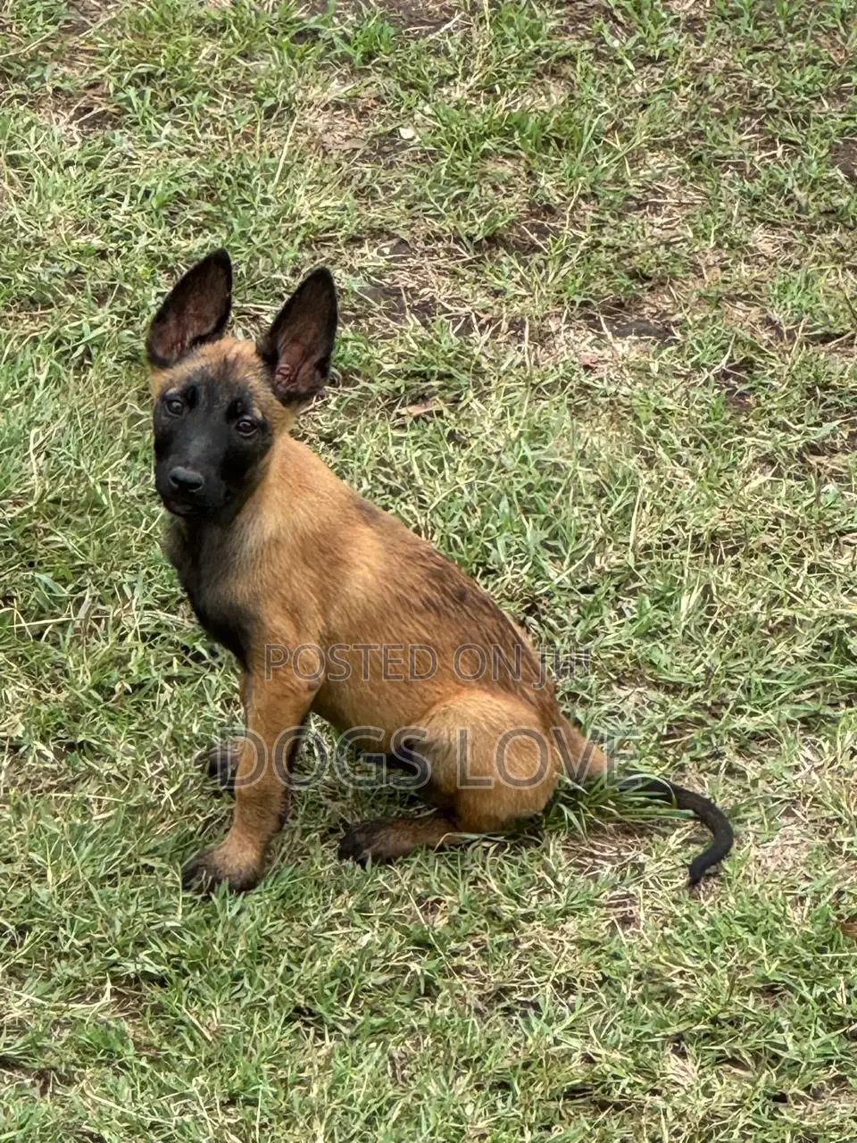 1-3 months Female Purebred Belgian Malinois