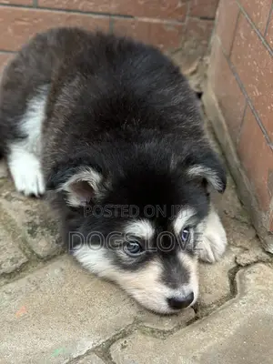 1-3 months Male Purebred Siberian Husky