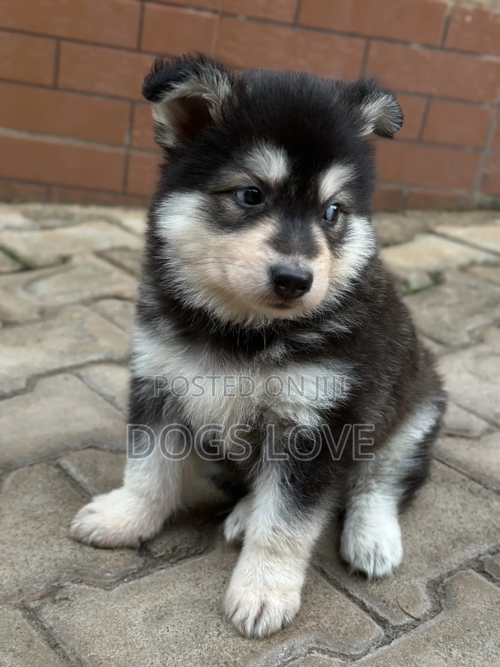 1-3 months Male Purebred Siberian Husky