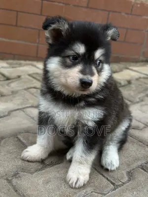 1-3 months Male Purebred Siberian Husky