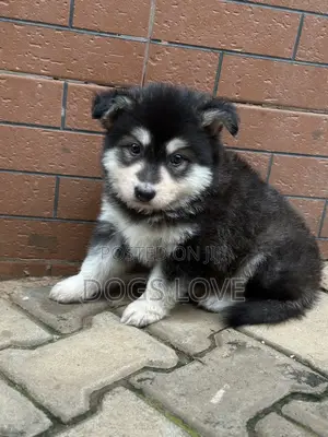 1-3 months Male Purebred Siberian Husky
