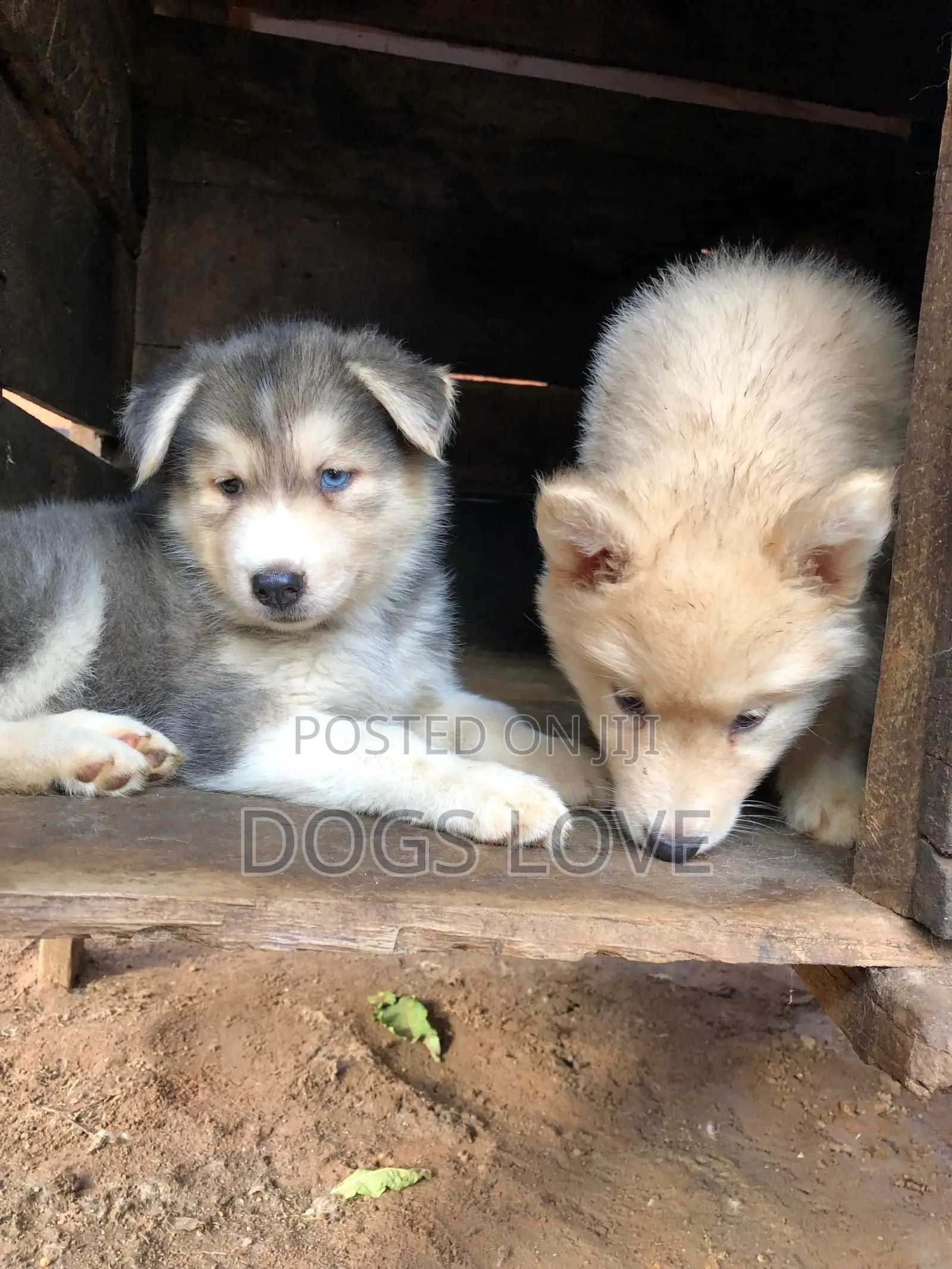 1-3 months Male Purebred Siberian Husky