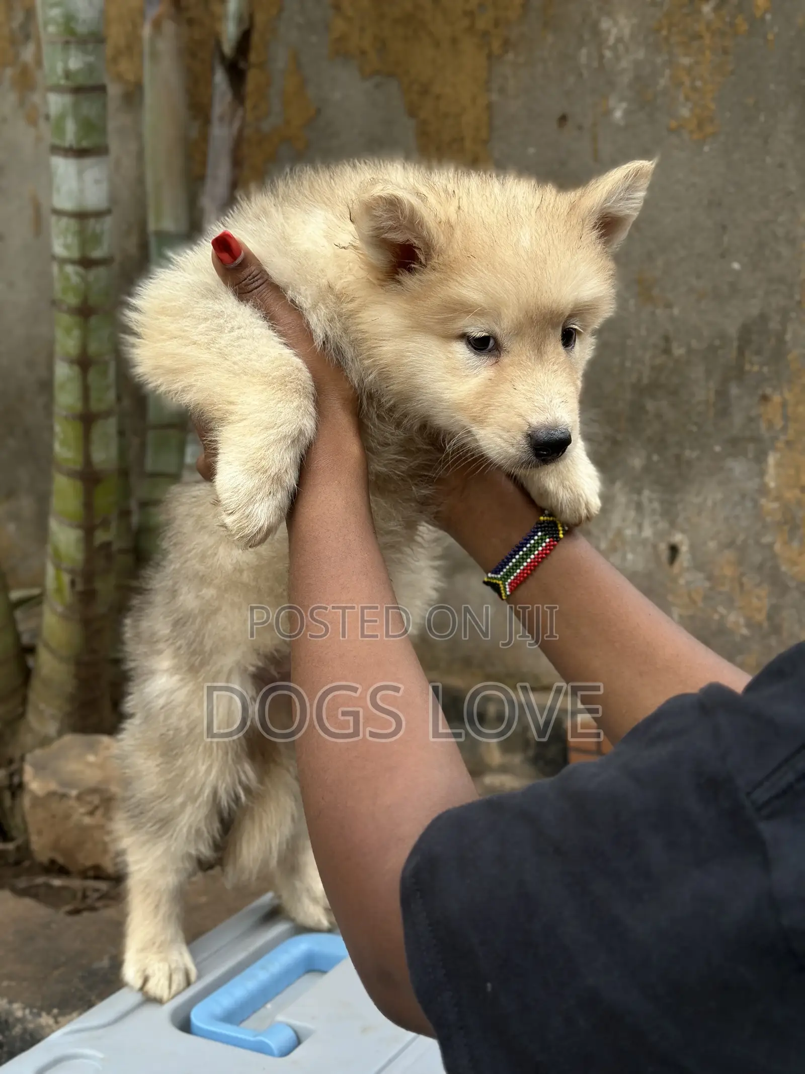 1-3 months Male Purebred Siberian Husky