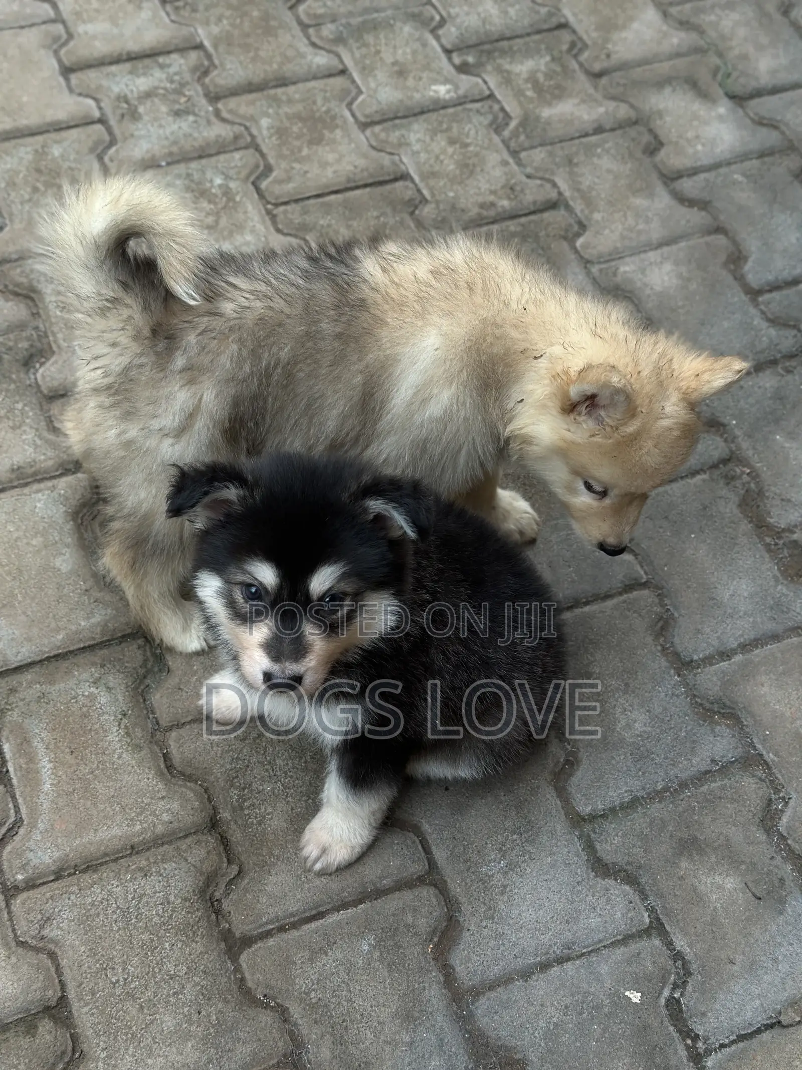 1-3 months Male Purebred Siberian Husky