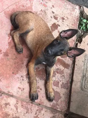 1-3 months Female Purebred Belgian Malinois