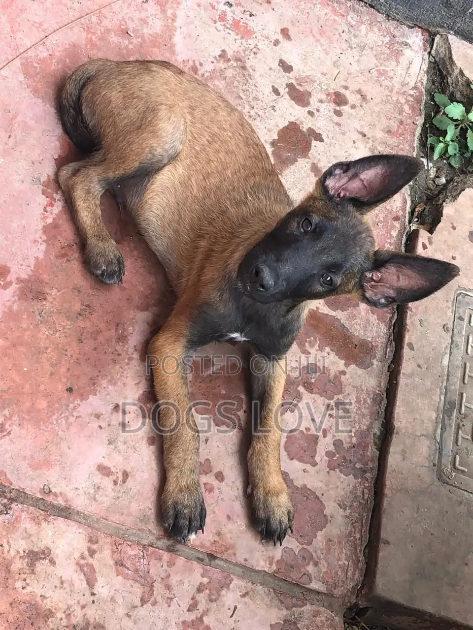 1-3 months Female Purebred Belgian Malinois