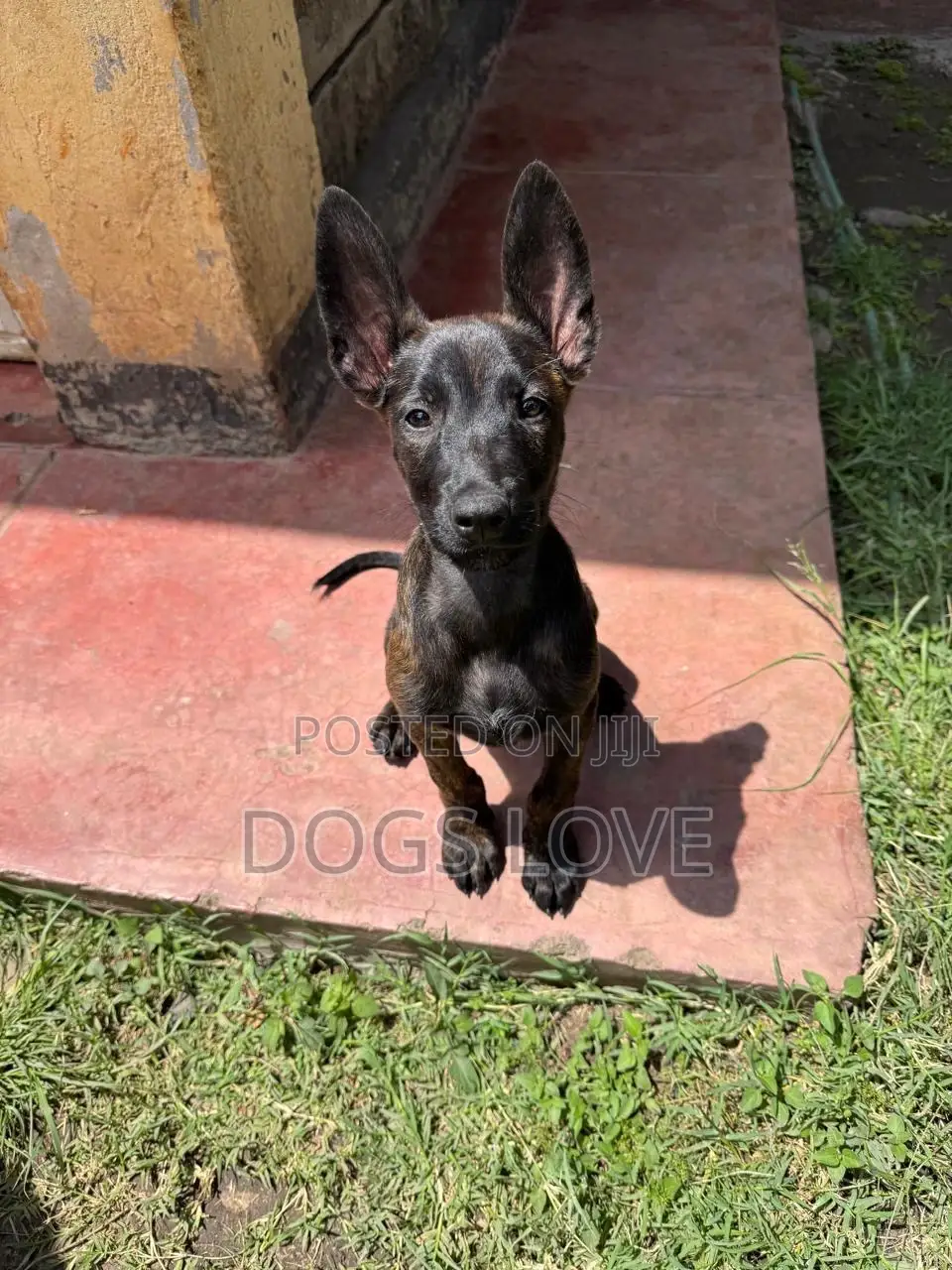 1-3 months Female Purebred Belgian Malinois
