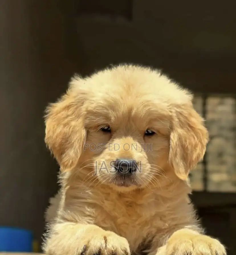 1-3 months Male Purebred Golden Retriever