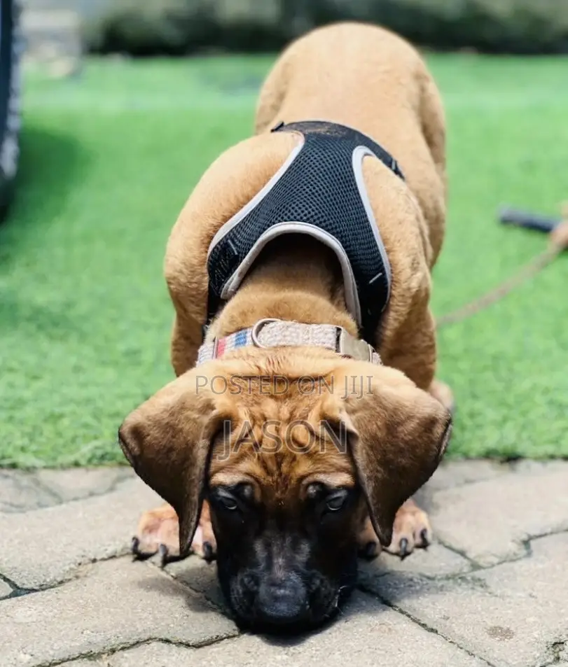 1-3 months Male Purebred Boerboel