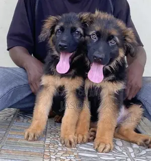 1-3 months Male Purebred German Shepherd