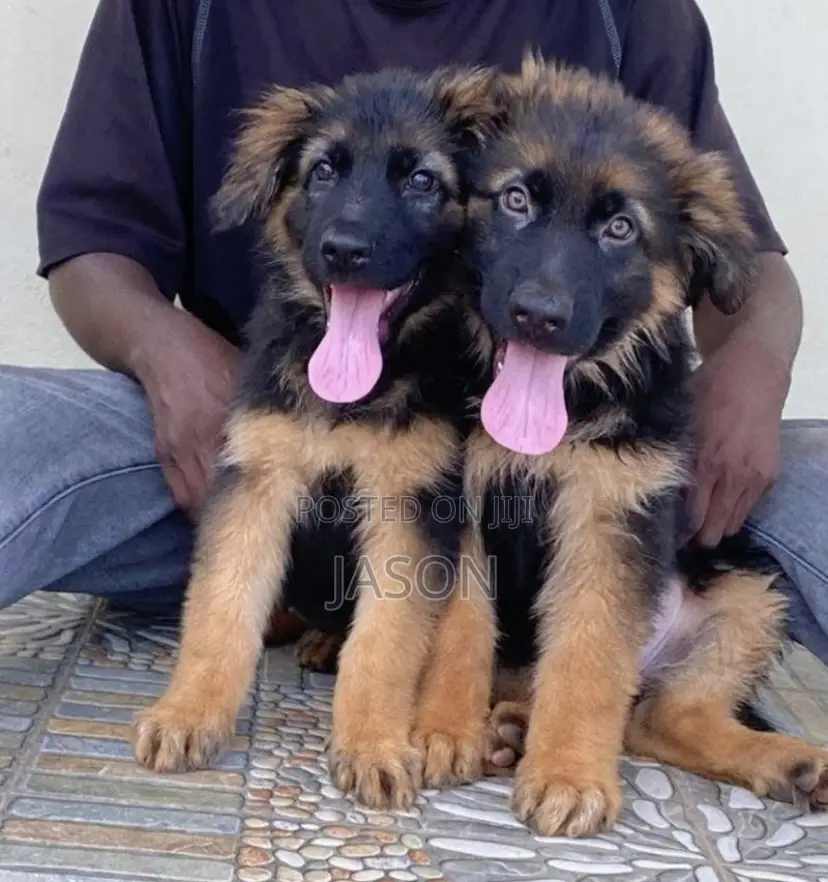 1-3 months Male Purebred German Shepherd