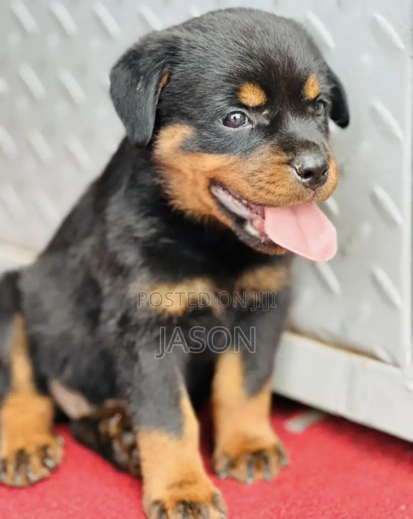 1-3 months Male Purebred Rottweiler
