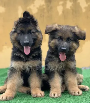 1-3 months Female Purebred German Shepherd