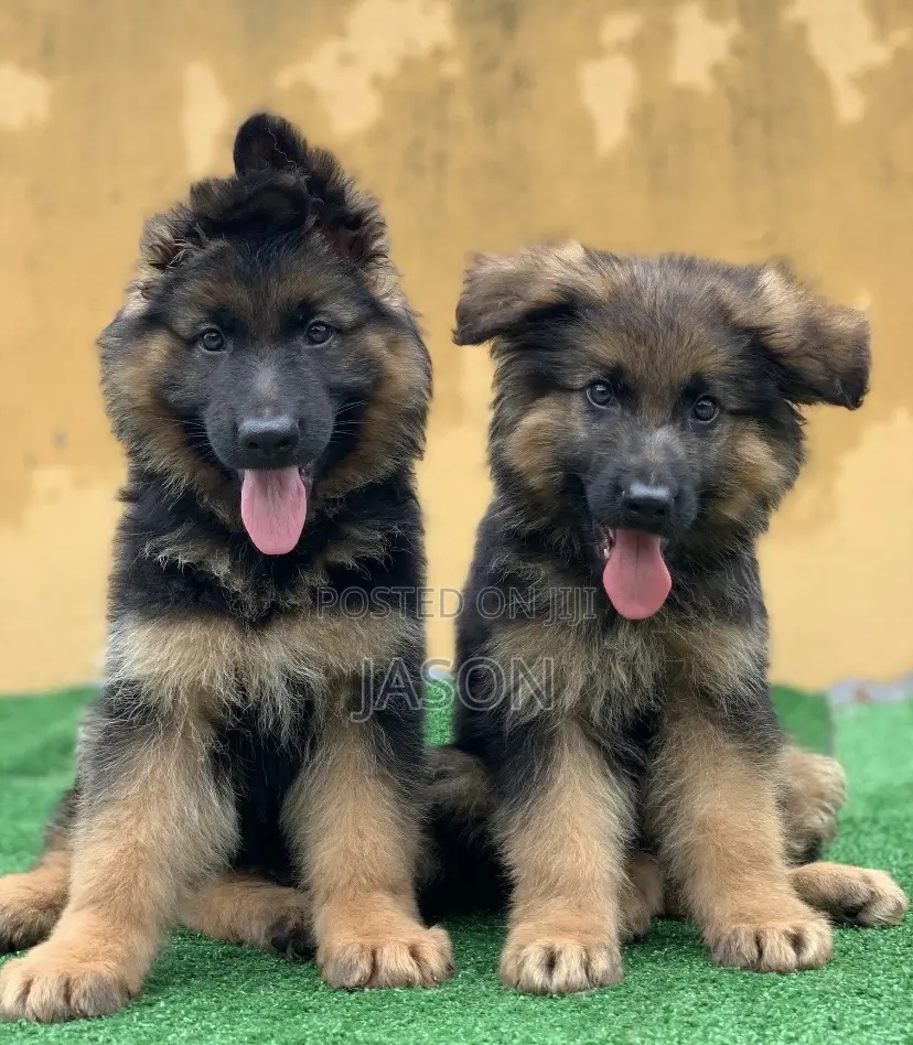 1-3 months Female Purebred German Shepherd