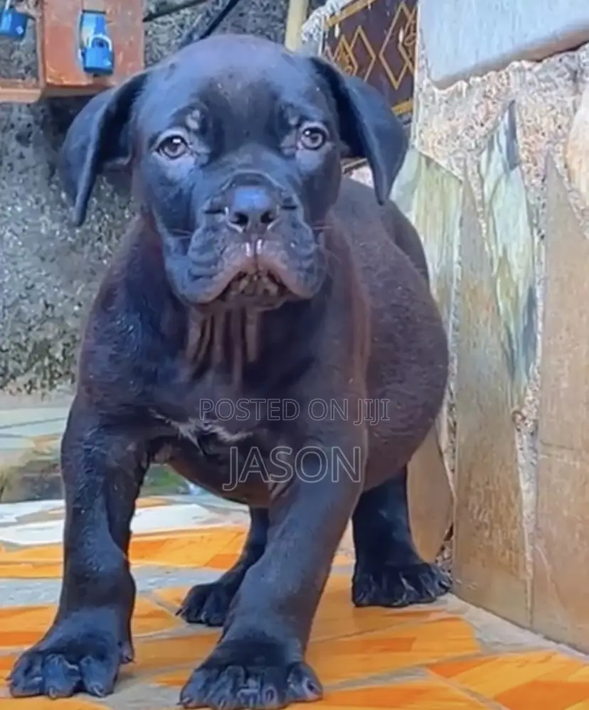 1-3 months Male Purebred Boerboel