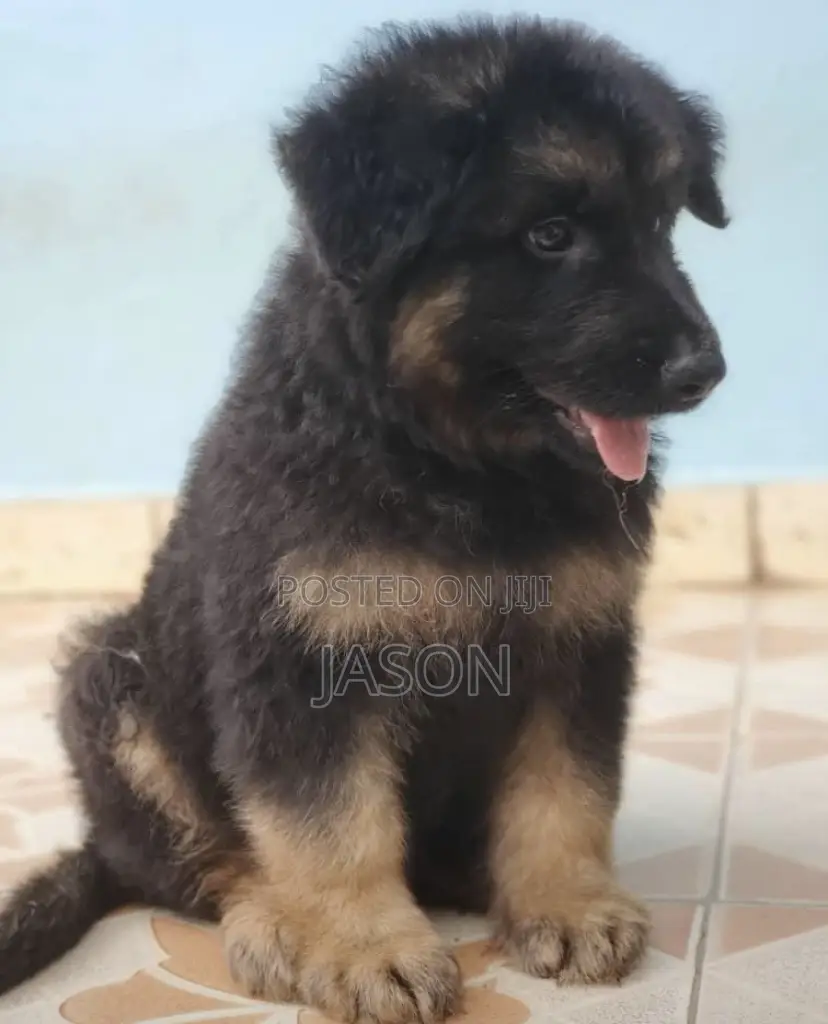1-3 months Male Purebred German Shepherd