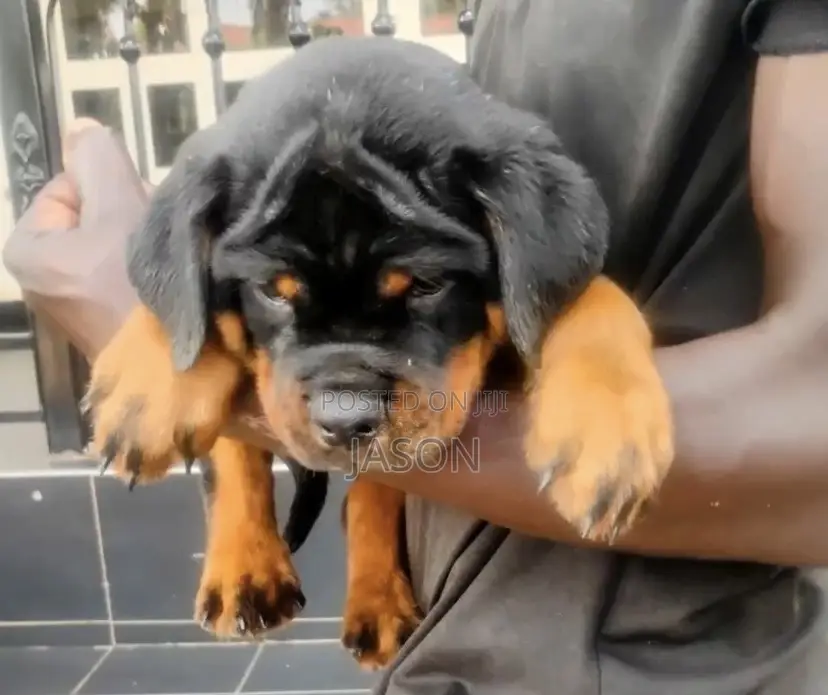 3-6 months Female Purebred Rottweiler
