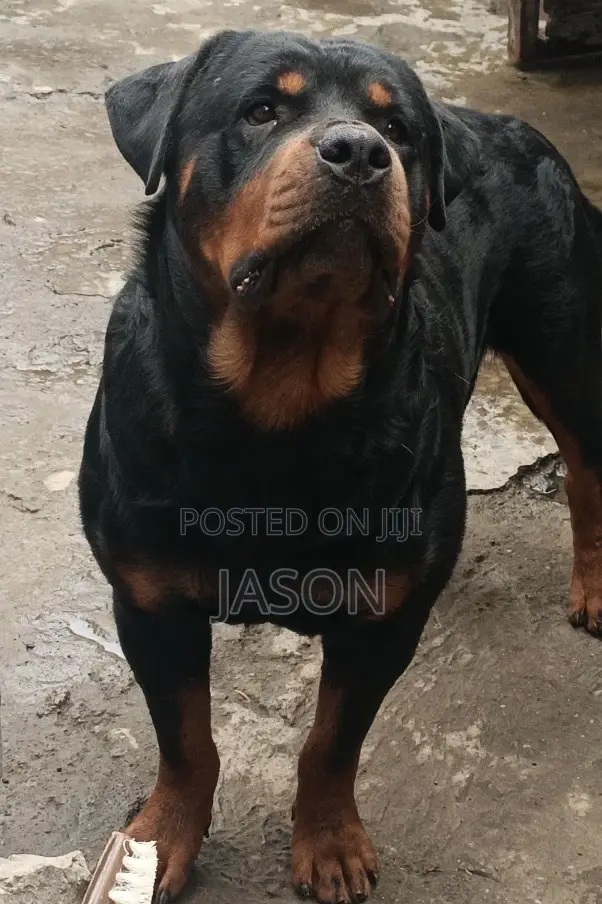 1+ year Male Purebred Rottweiler