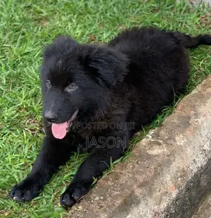 1-3 months Male Purebred German Shepherd