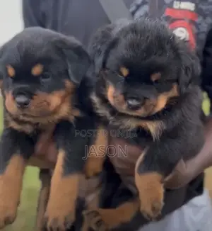 1-3 months Male Purebred Rottweiler