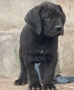 1-3 months Male Purebred Cane Corso