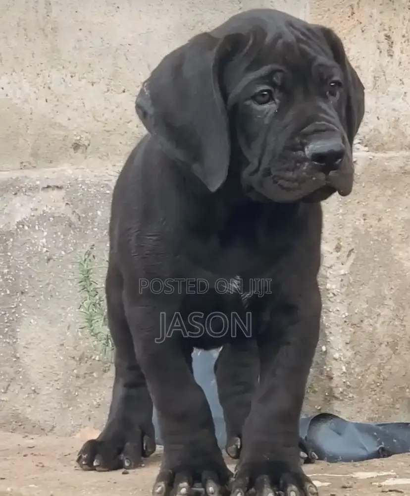 1-3 months Male Purebred Cane Corso