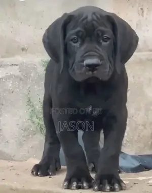 1-3 months Female Purebred Cane Corso