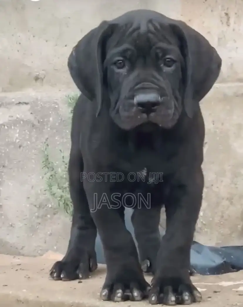 1-3 months Female Purebred Cane Corso