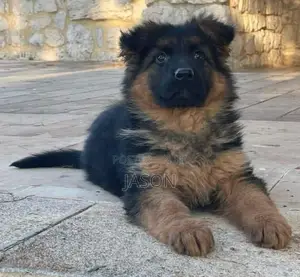 1-3 months Male Purebred German Shepherd