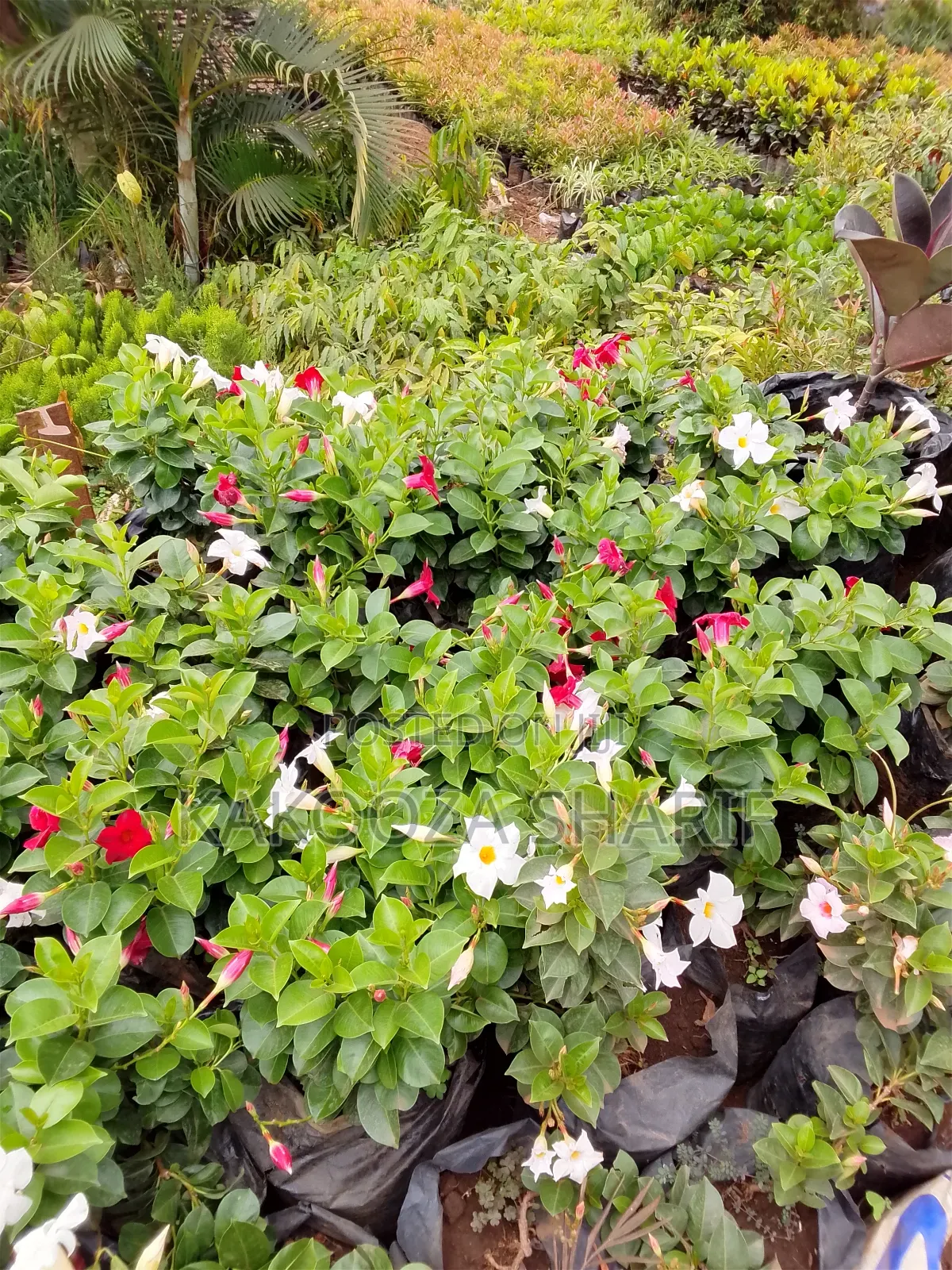 Madvilla Ever Flowering