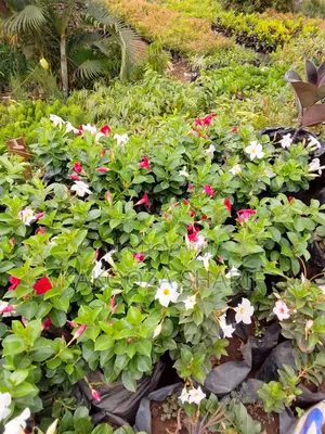 Madvilla Ever Flowering