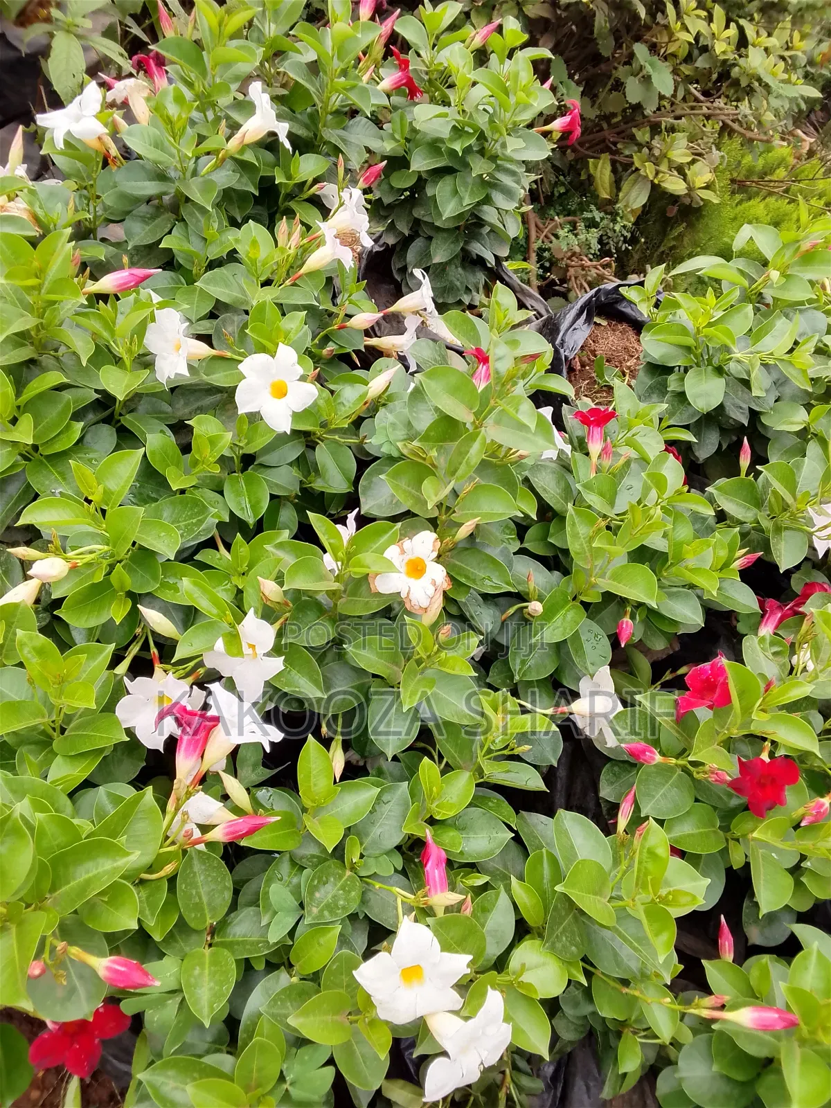 Madvilla Ever Flowering