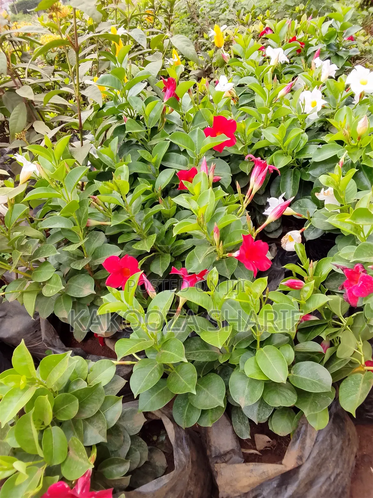 Madvilla Ever Flowering