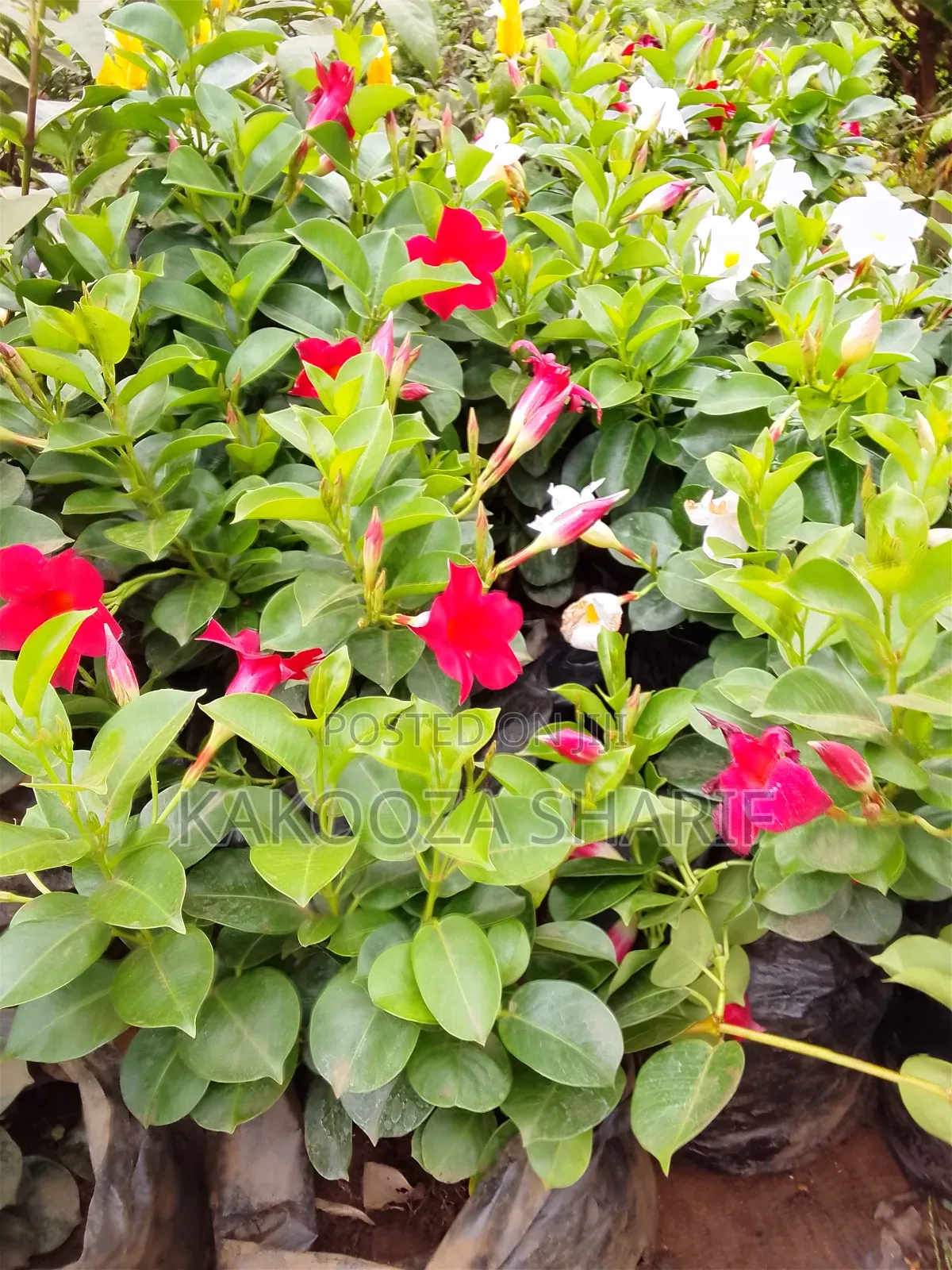 Madvilla Ever Flowering