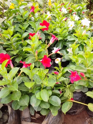 Madvilla Ever Flowering