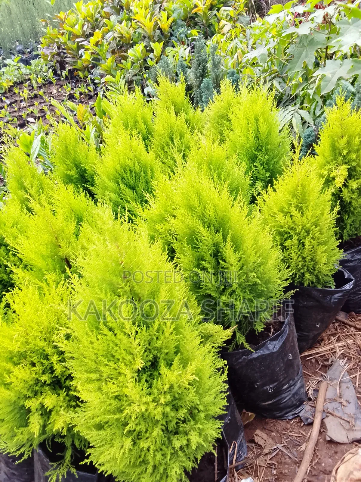 Lemon Cyprus