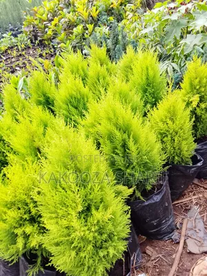 Lemon Cyprus