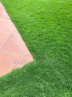 Carpet Grass for Selling