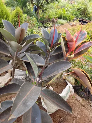 Raber Plant for Indoor