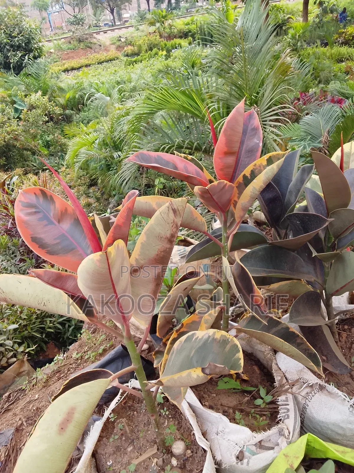Raber Plant for Indoor