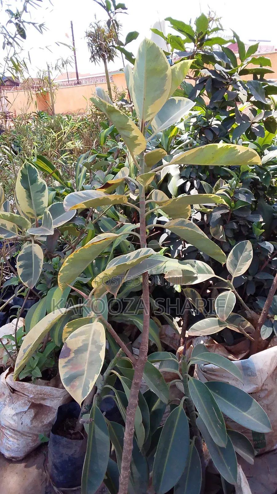 Raber Plant for Indoor