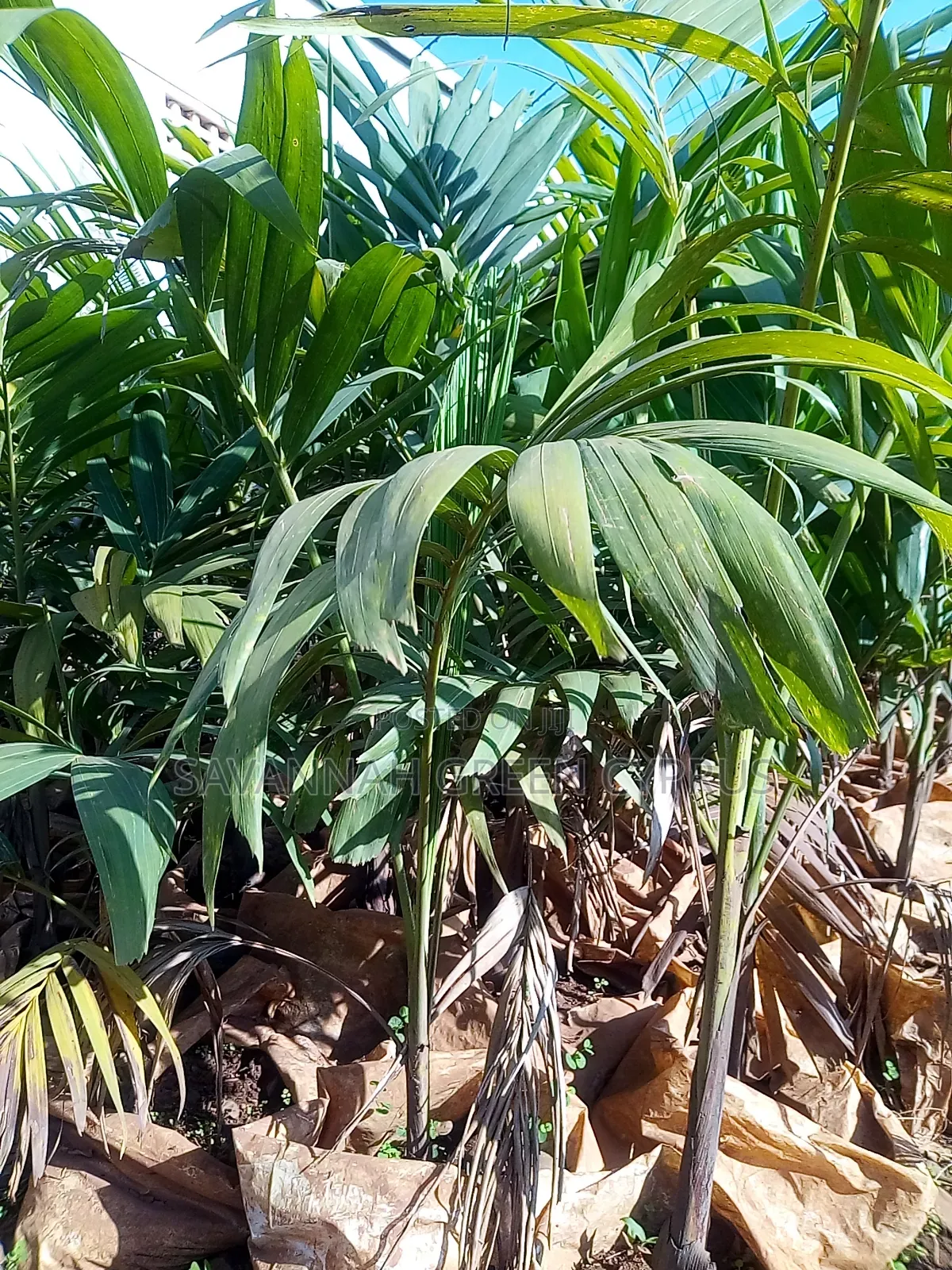 Christmas Palms