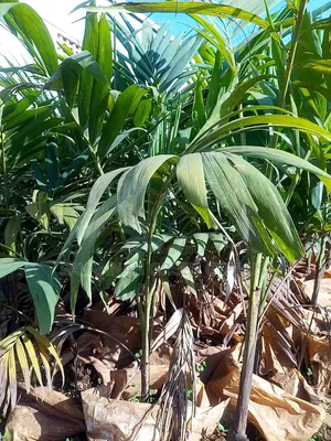 Christmas Palms