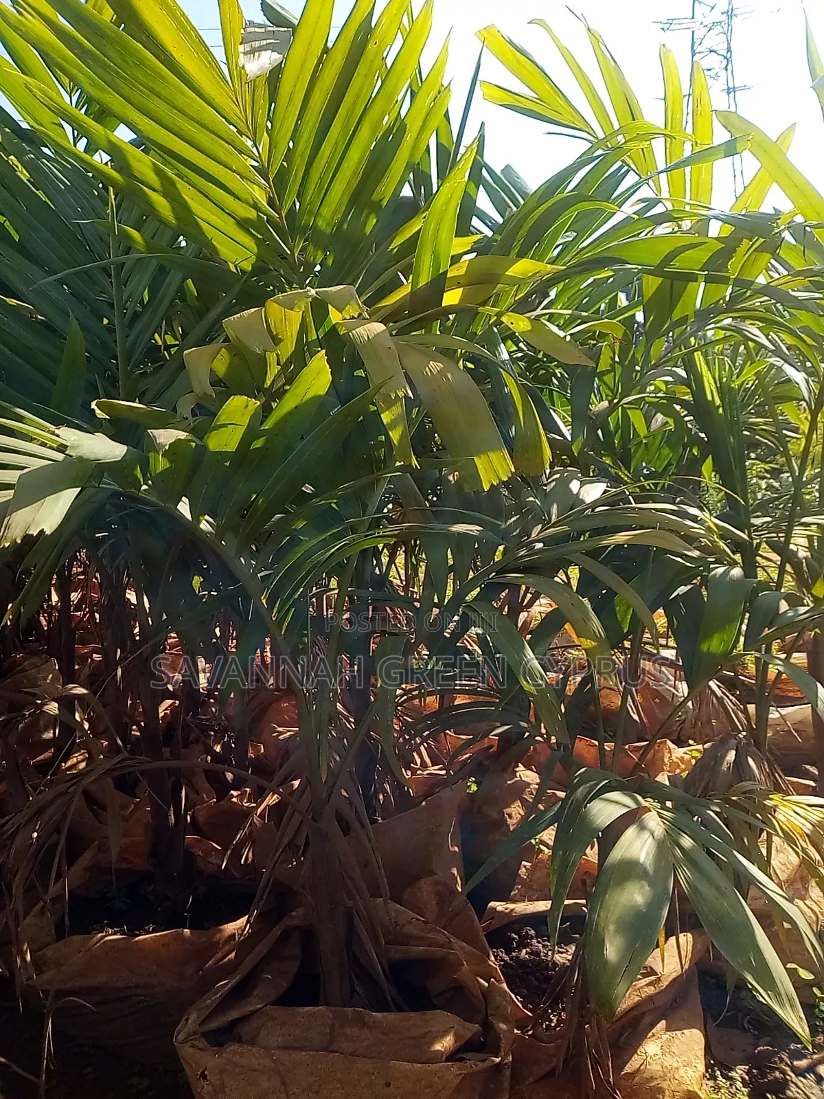 Christmas Palms